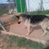 tobi 1115